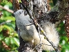 CH8A 8847.jpg Écureuil variable ou de Finlayson (Callosciurus finlaysonii) dans le Parc national de Khao Yai 