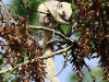 CH8A 8865.jpg Écureuil variable ou de Finlayson (Callosciurus finlaysonii)i dans le Parc national de Khao Yai 