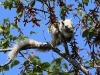 CH8A 8873.jpg Écureuil variable ou de Finlayson (Callosciurus finlaysonii) dans le Parc national de Khao Yai 