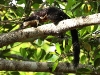 CH8A 8880.jpg L'Écureuil géant oriental ou écureuil géant de Malaisie (Ratufa bicolor)