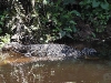 CH8A 8943.jpg Varan Varanus salvator dans le Parc national de Khao Yai 