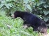 DSCN 0584.jpg Ours malais Helarctos malayanus dans le Parc national de Kaeng Krachan