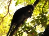 DSCN 0651.jpg Semnopithèque obscur Trachypithecus obscurus dans le Parc national de Kaeng Krachan