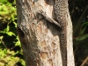 DSCN 0861.jpg Varan malais Varanus salvato dans le Parc national de Kaeng Krachan