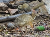 DSCN 1672.jpg Chevrotain kantjil tragulus jajanicus dans le Parc national de Kaeng Krachan, Bird's hide