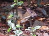 DSCN 1936.jpg Chevrotain kantjil tragulus jajanicus dans le Parc national de Kaeng Krachan, Bird's hide
