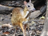 DSCN 1942.jpg Chevrotain kantjil tragulus jajanicus dans le Parc national de Kaeng Krachan, Bird's hide