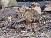 DSCN 1964.jpg Chevrotain kantjil tragulus jajanicus dans le Parc national de Kaeng Krachan, Bird's hide