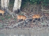 DSCN 2388.jpg Cerfs aboyeurs ou muntjacs Muntiacus muntjak dans le Parc national de Khao Yai