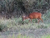 DSCN 2390.jpg Cerfs aboyeurs ou muntjacs Muntiacus muntjak dans le Parc national de Khao Yai