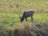 DSCN 2417.jpg Cerf sambar Servus unicolor dans le Parc national de Khao Yai