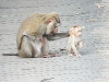 DSCN 2441.jpg Macaques à queue de cochon Macaca leonina au centre des visiteurs du Parc national de Khao Yai 