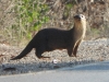 DSCN 9481.jpg Loutre cendrée Amblonyx cinereus à Phraek Nam Daeng