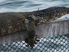 DSCN 9996.jpg Varan Varanus salvator à Laem Phak Bia (Environmental R&D Project)