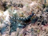 dsc 0392.jpg Limace de mer Thuridilla gracilis à Lawadi, Milne bay, PNG