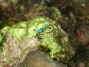 img 2264.jpg Limace de mer Thuridilla lineolata à Blond island, Camiguin, Philippines