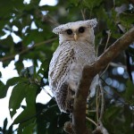 Grand-duc du NÃ©pal Bubo nipalensis au parc Kaen Krachan