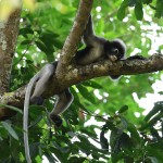 SemnopithÃ¨que obscur Trachypithecus obscurus Ã  Kaen Krachan