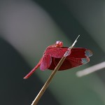 Libellule au Parc National de Khao Yai