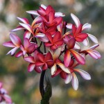Fleurs Ã  Kaen Krachan