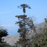 Sapinde l'Himalaya Ã  Mandala