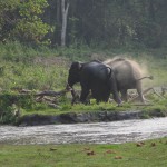 ElÃ©phant d'Asie Elephas maximus Ã  NamÃ©ri