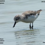 BÃ©casseau spatule Charadrius pygmaea Ã  Khok Kham
