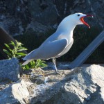 GoÃ©land d'Audouin FAZS Ã  Aspretto, Ajaccio