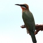 GuÃ©pier Ã  front blanc Merops bullockoides Ã  la porte de Malelane