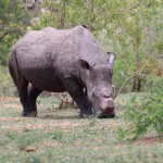 Rhinoceros blanc Diceros bicornis minor Ã  la porte de Malelane