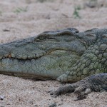 Crocodile du Nil Crocodylus niloticus Ã  Mopani