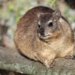 Daman du Cap Procavia capensis Ã  Boulders beach