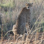 GuÃ©pard Acinonys jubatus prÃ¨s de Lower sabie