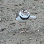 Gravelot Ã  triple collier Charadrius tricollaris vers Letaba