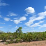 Savane Ã  Sable hide