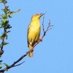 Tisserin jaune Ploceus subaureus dans le parc du lodge The shoe Ã  Draasloot
