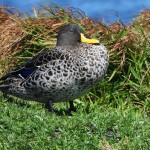 Canard Ã  bec jaune Anas undulata Ã  la rÃ©serve nature de False bay