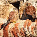 Couple de faucons crÃ©cerelles Ã  Capitello